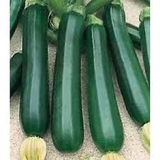 ZUCCHINO NANO VERDE DI MILANO NR.30 SEMI